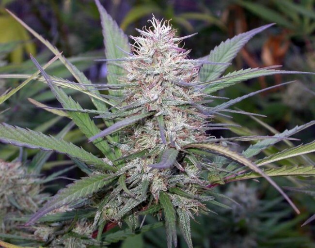 Ace Seeds - Congo (fem.)