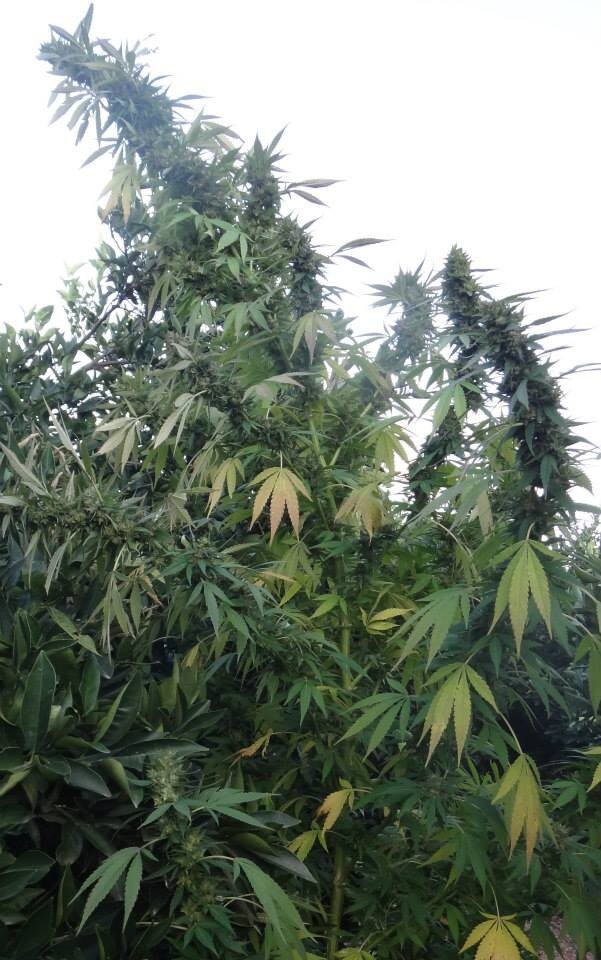 Ace Seeds - Congo (fem.)