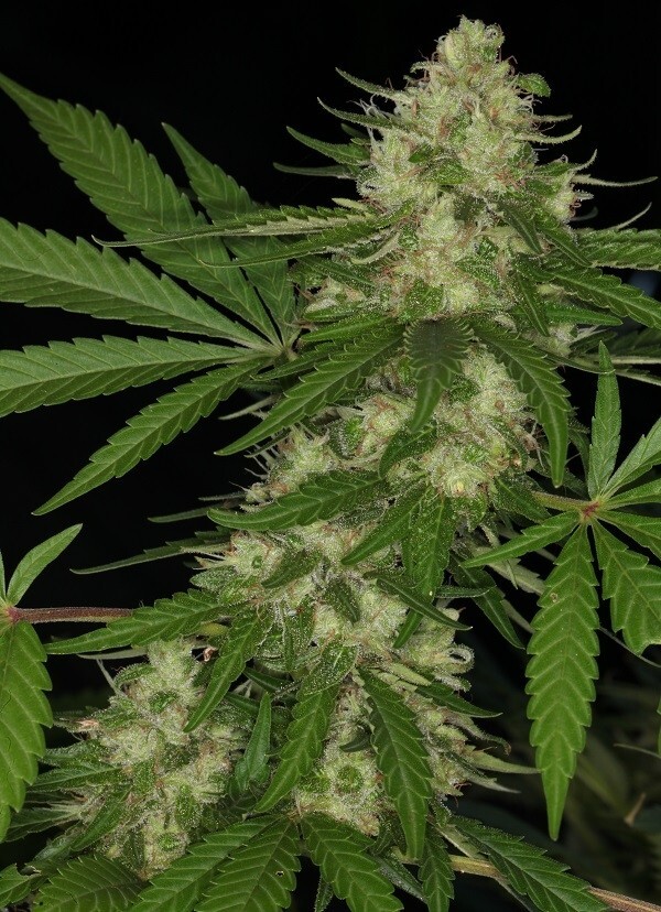 Ace Seeds - Congo (fem.)
