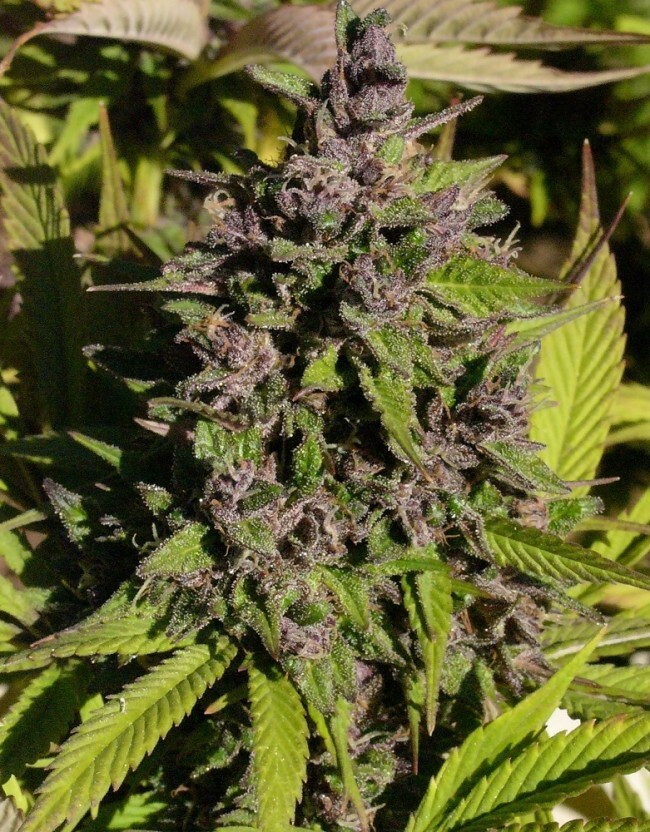 Ace Seeds - Congo (fem.)