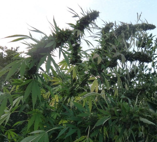 Ace Seeds - Congo (fem.)