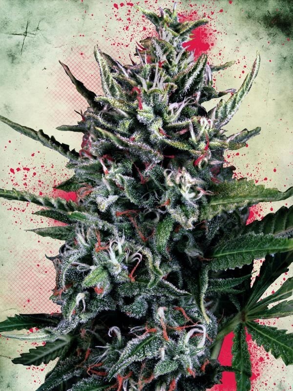 Ministry of Cannabis - Auto Silver Bullet (auto/fem.)