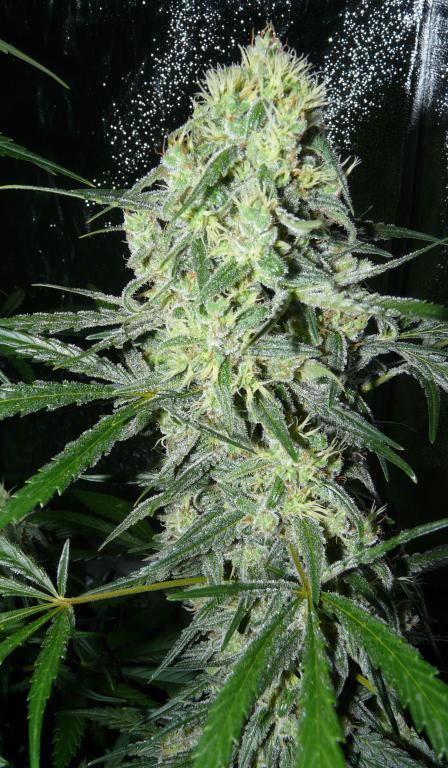 Female Seeds - SexBud (fem.)