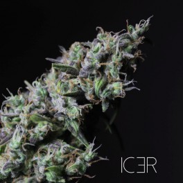 R-Kiem Seeds - Icer (fem.)