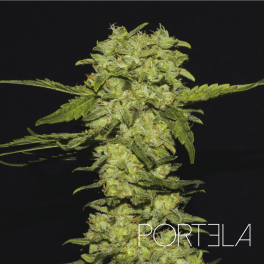 R-Kiem Seeds - Portela (fem.)