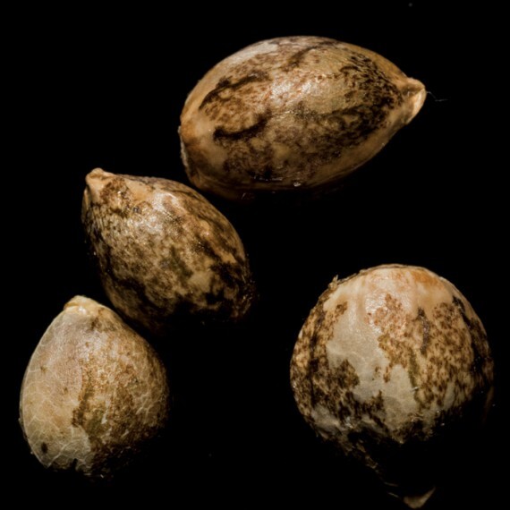 Reserva Privada (DNA Genetics Seeds) - Skywalker Kush (fem.)
