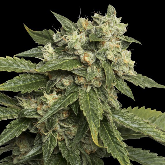 DNA Genetics - Sour Kosher (fem.)