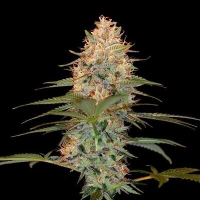 Reserva Privada (DNA Genetics Seeds) - Silver Kush (fem.) 04081