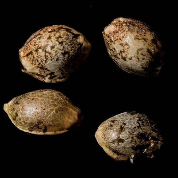 Reserva Privada (DNA Genetics Seeds) - Sour Diesel (fem.)