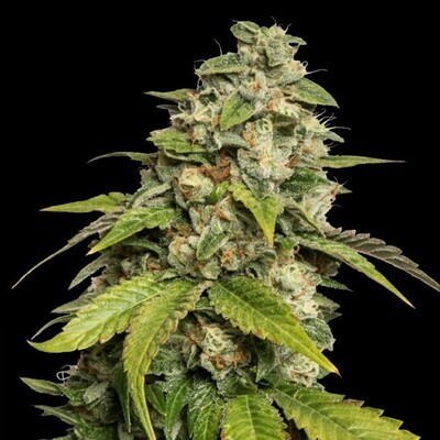 Reserva Privada (DNA Genetics Seeds) - Sour Kush (fem.) 04084