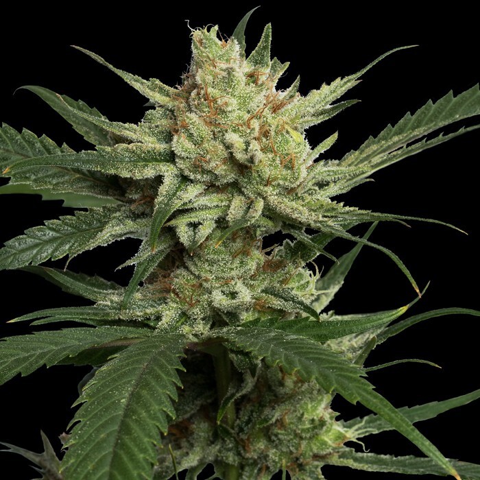 Reserva Privada (DNA Genetics Seeds) - Strawberry Banana (fem.) 🏆