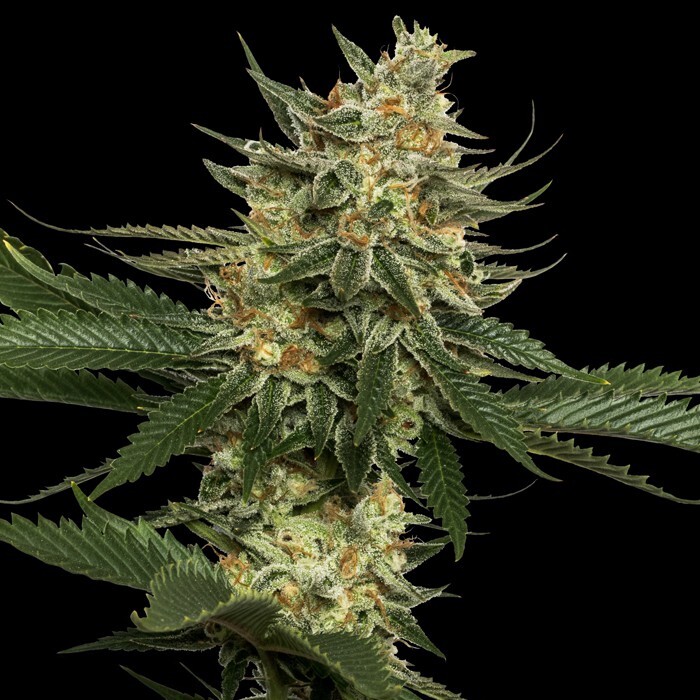 Reserva privada (DNA Genetics Seeds) - Tangie (reg.)