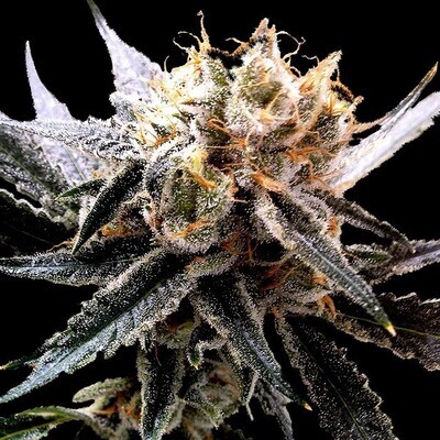 Reserva Privada (DNA Genetics Seeds) - Sour Tangie (fem.) 00163