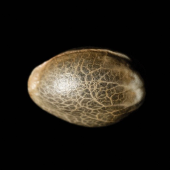 Reserva privada (DNA Genetics Seeds) - Tangie (reg.)