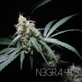 R-Kiem Seeds - Negra 44 (fem.)