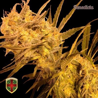 All-In Medicinal Seeds - Benedicta (fem.) 02274