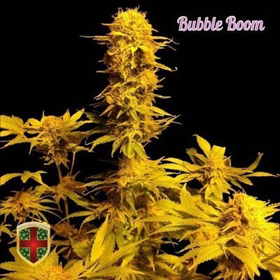 All-In Medicinal Seeds - Bubble Boom (fem.) 02280