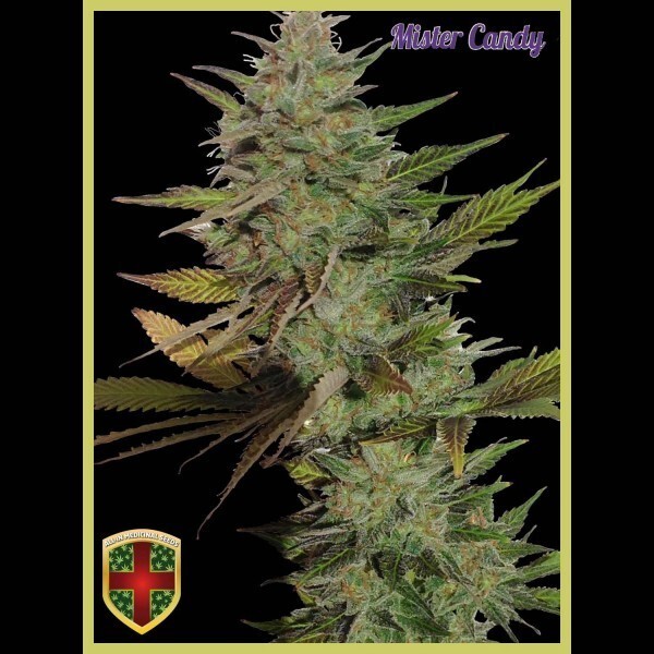 All-In Medicinal Seeds - Mister Candy (fem.)