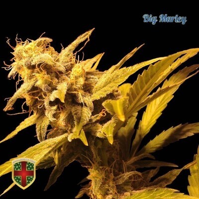 All-In Medicinal Seeds - Big Marley (fem.) 02278