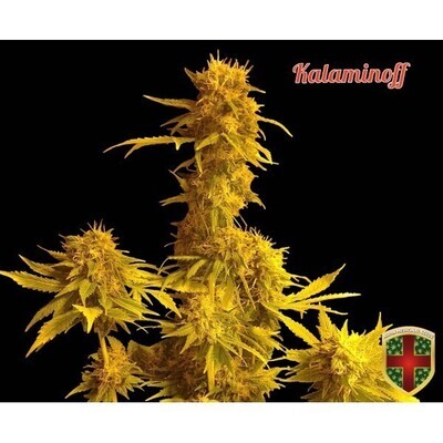 All-In Medicinal Seeds - Kalaminoff (fem.) 02284