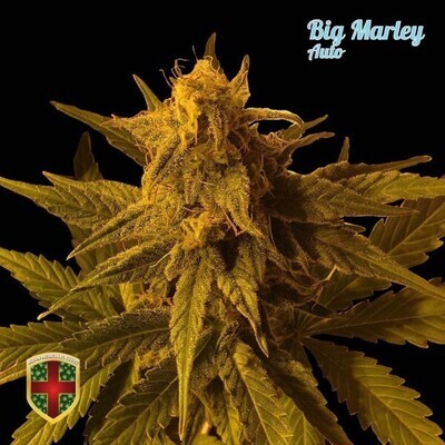 All-In Medicinal Seeds - Big Marley Auto (auto/fem.) 02300