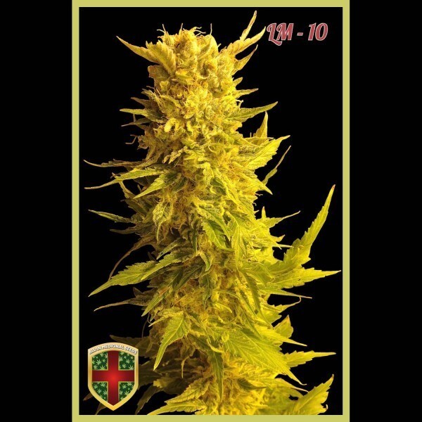 All-In Medicinal Seeds - LM-10 (fem.)