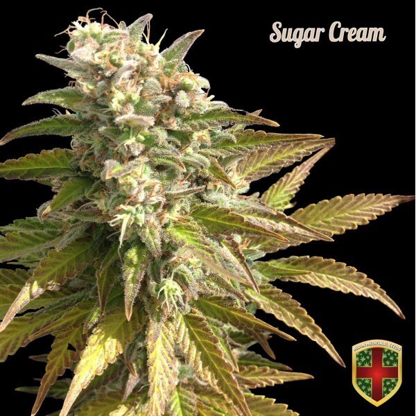 All-In Medicinal Seeds - Sugar Cream (fem.)