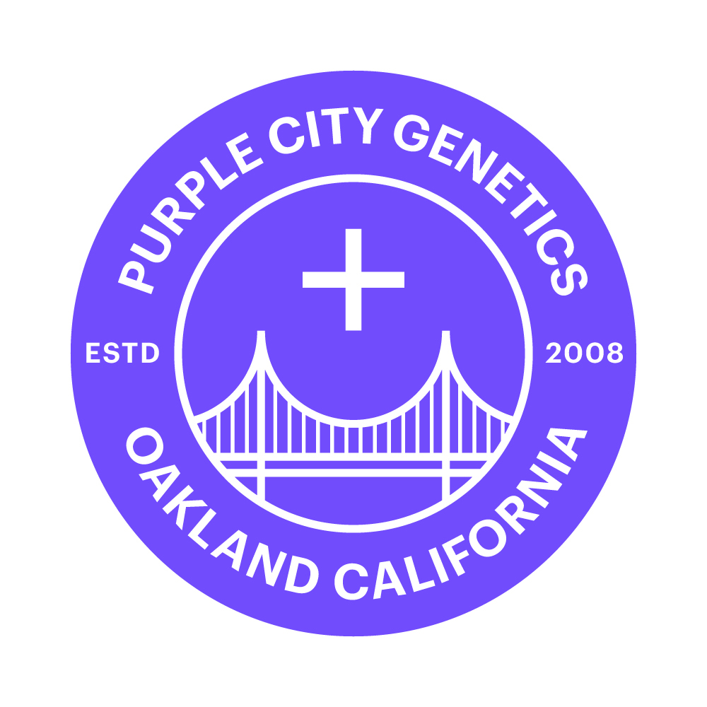 Purple City Genetics - GMO x Strawnana (fem.)