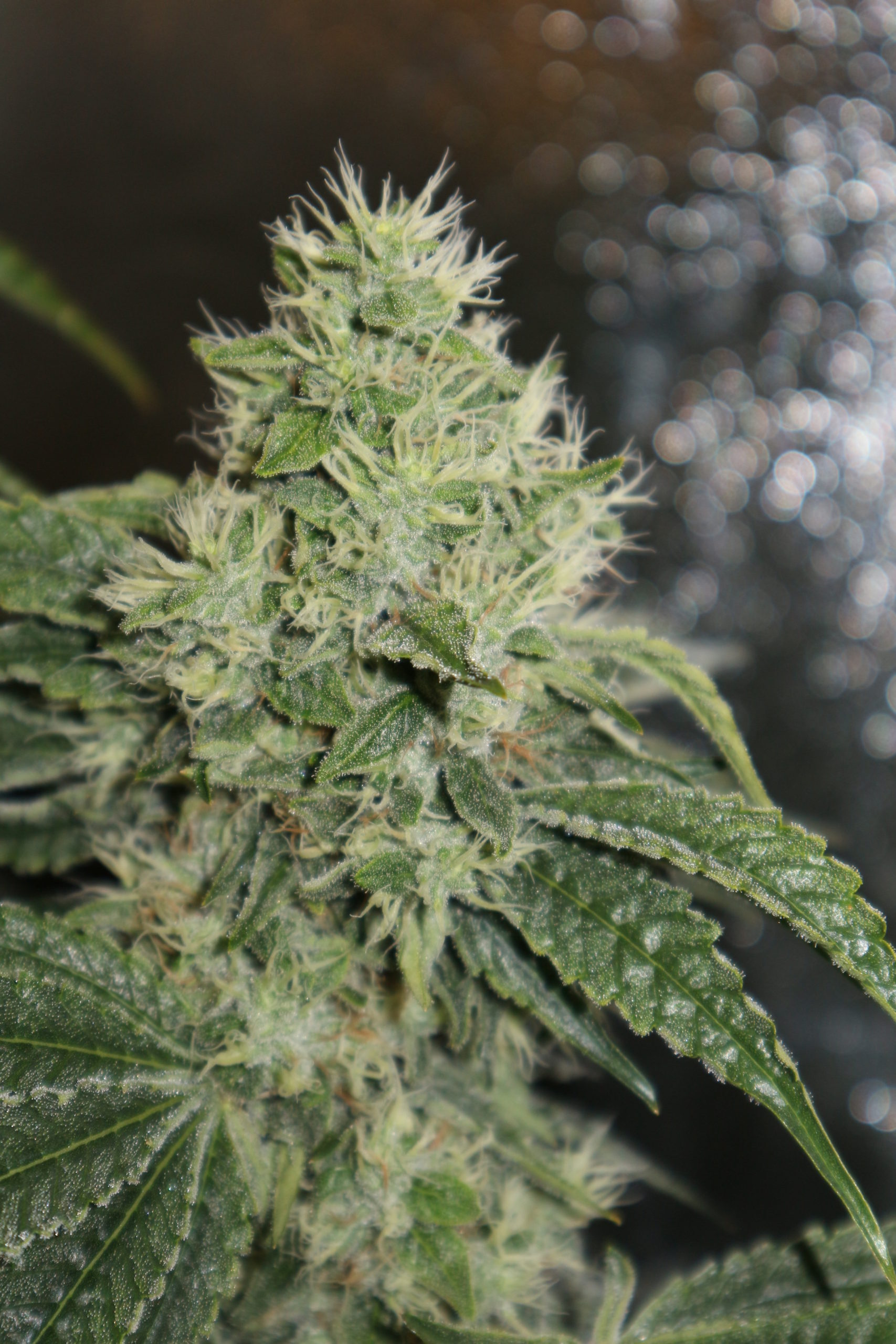 Pheno Finder Seeds - Chemhead OG (fem.)