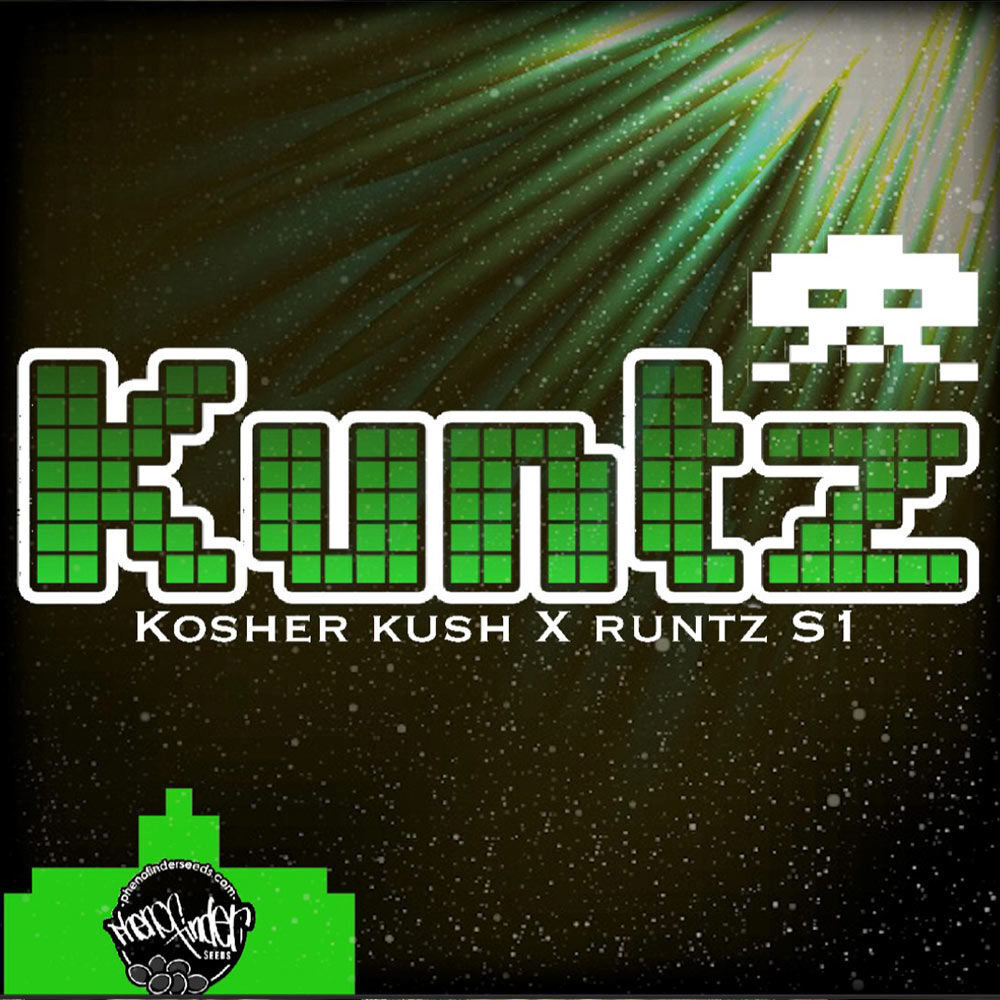 Pheno Finder Seeds - Kuntz (fem.)