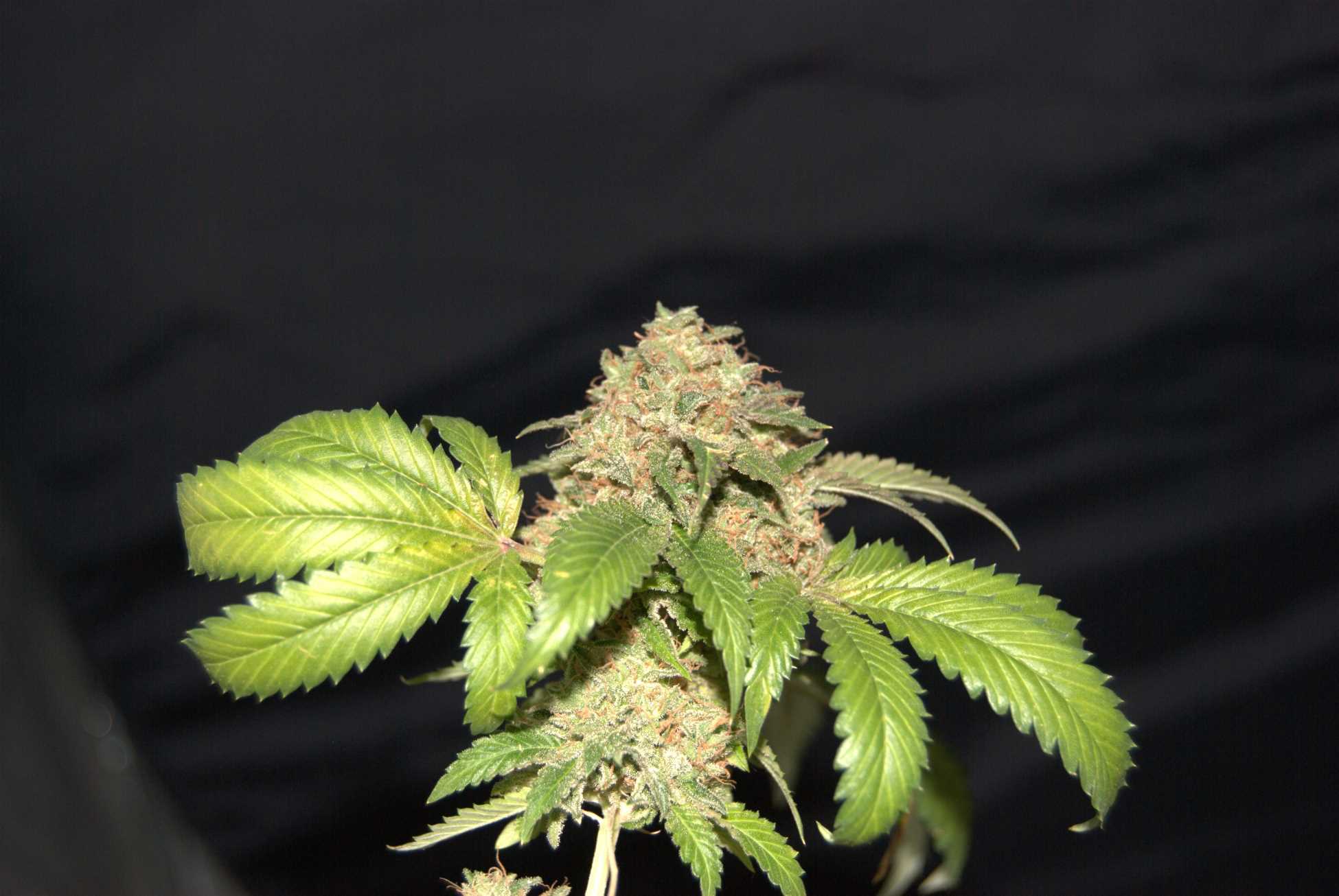 Pheno Finder Seeds - LA Fire (fem.)