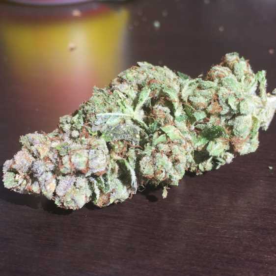 Pheno Finder Seeds - LA Fire (fem.)