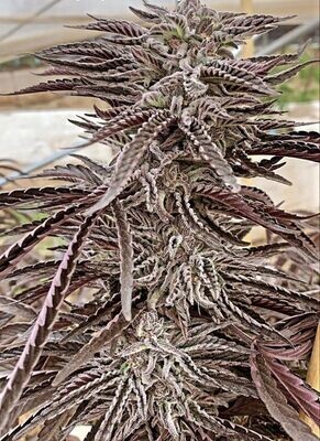 Purple City Genetics - Lemon Caramel (reg.) 08132