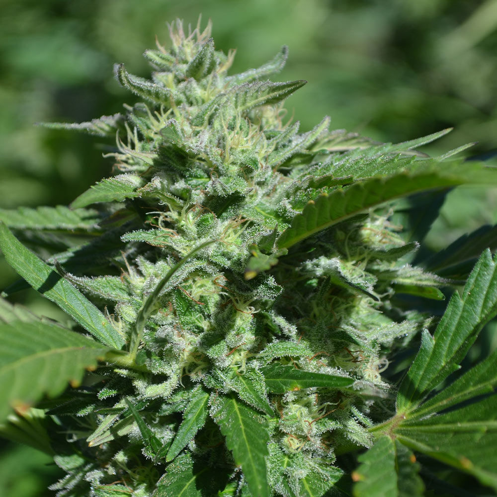 Platinum Seeds - Pineapple Passion Zmoothie (reg.)