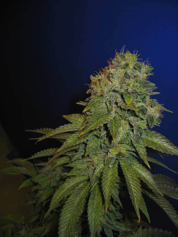 T.H. Seeds - The Hog (reg.)