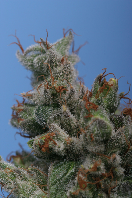 T.H. Seeds - Burmese Kush (reg.)