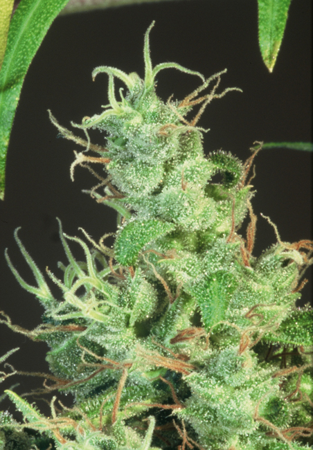 T.H. Seeds - S.A.G.E. (reg.)