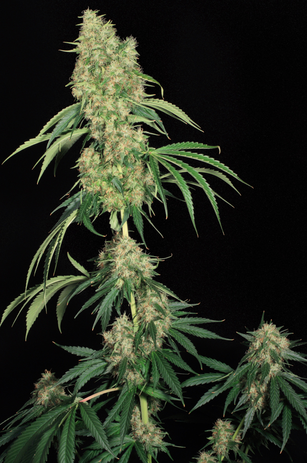 T.H. Seeds - S.A.G.E. (reg.)