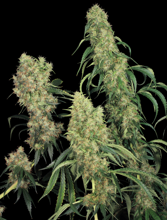T.H. Seeds - S.A.G.E. (reg.)
