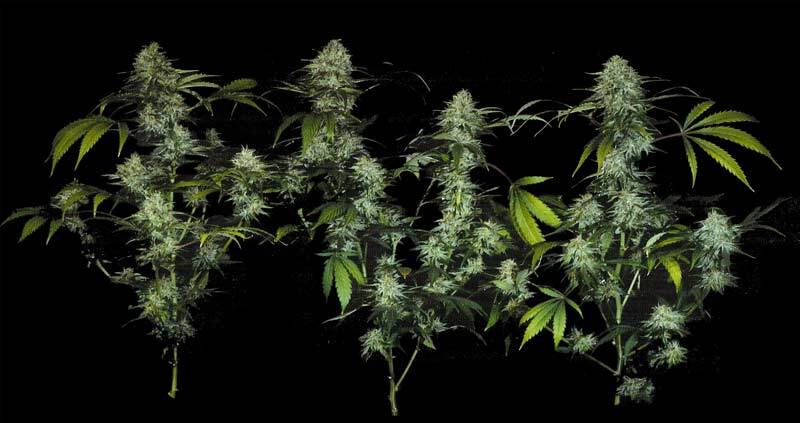 T.H. Seeds - Bubblegum (reg.)