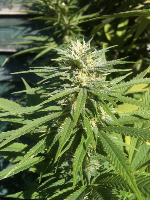 T.H. Seeds - Lambo (reg.)