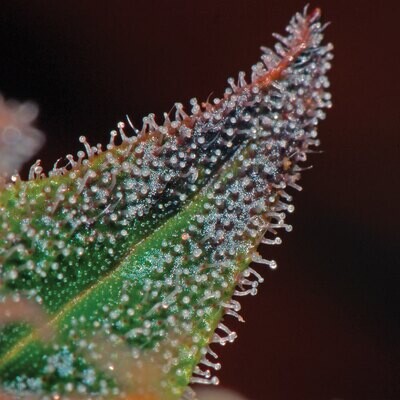 T.H. Seeds - Sage`N Sour (fem.) 03743