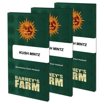 Barney's Farm - Kush Mintz (fem.) 08158