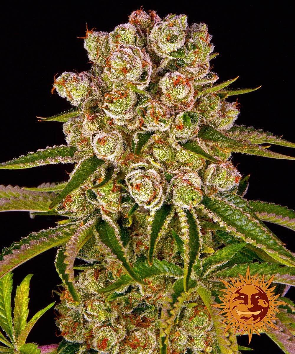 Barney's Farm - Kush Mintz (fem.)