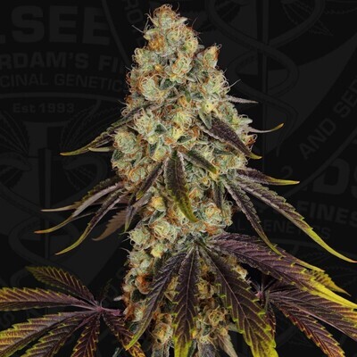 T.H. Seeds - French Cookies (fem.) 08163