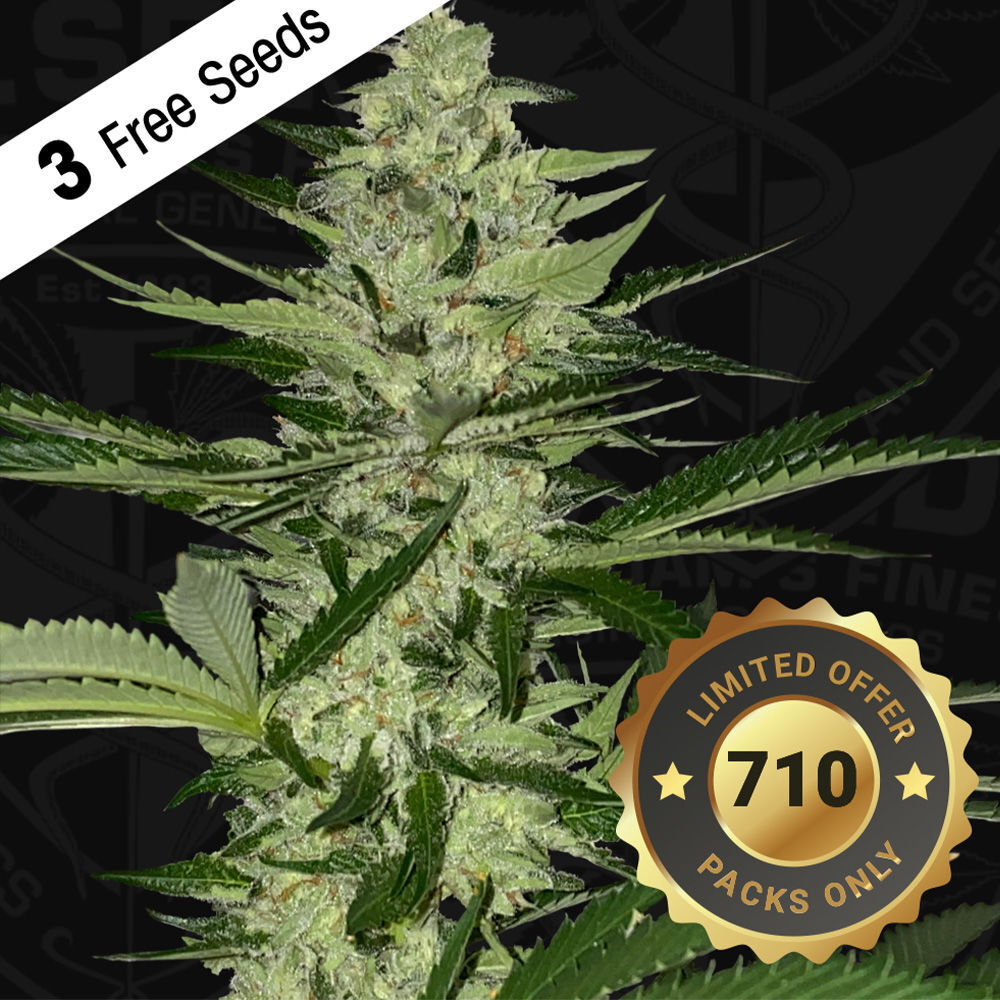 T.H. Seeds - Melonsicle (fem.)