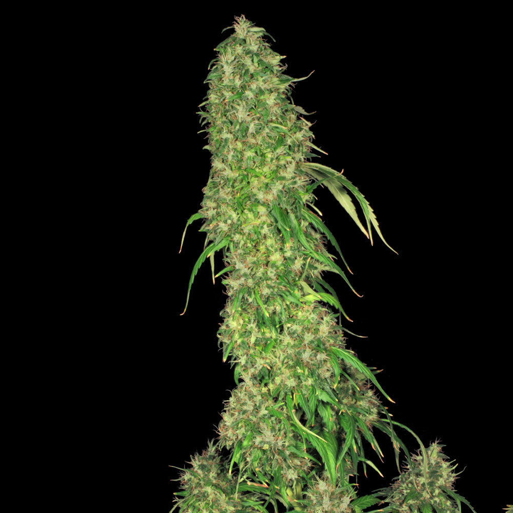 T.H. Seeds - S.A.G.E. (fem.)