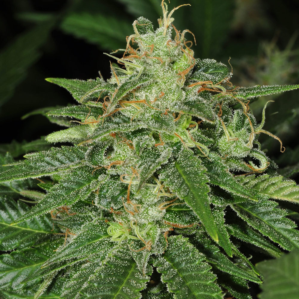 T.H. Seeds - S.A.G.E. (fem.)