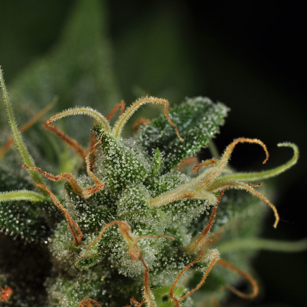 T.H. Seeds - S.A.G.E. (fem.)