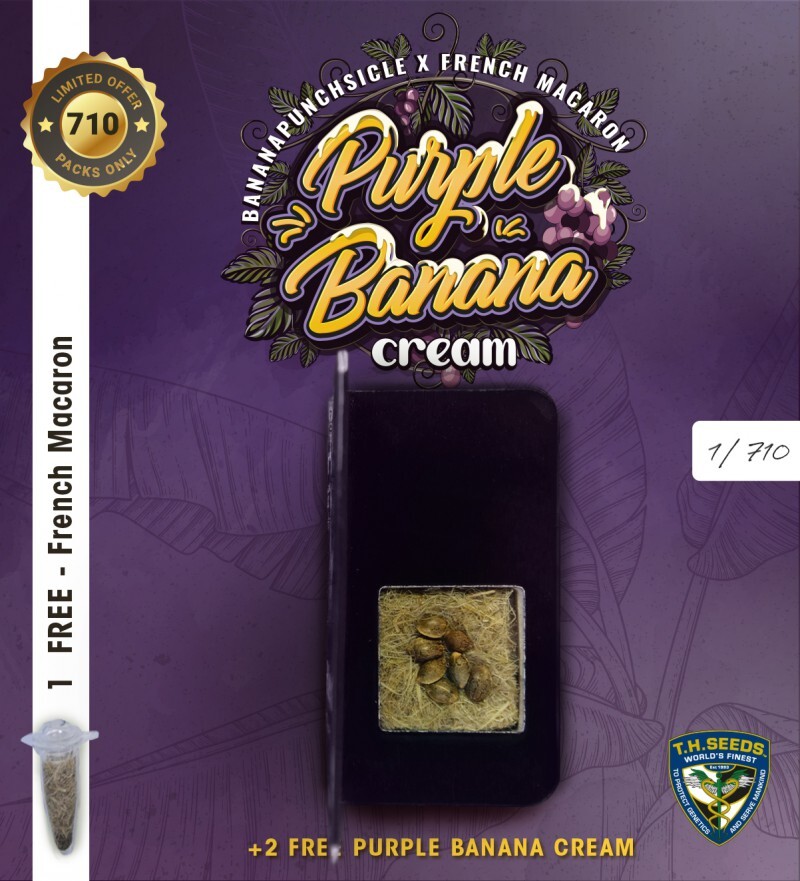 T.H. Seeds - Purple Banana Cream (fem.)